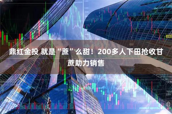 鼎红金投 就是“蔗”么甜！200多人下田抢收甘蔗助力销售